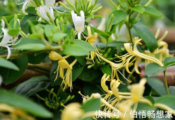 美容洁肤|农村人4种“救命草”,祛病防癌助长寿,美容洁肤防衰老,了解下