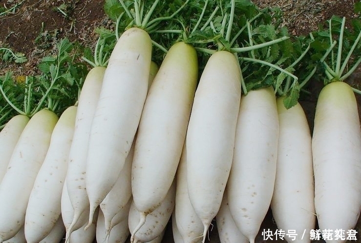 养胃|白萝卜搭配此物一起煮!咳嗽好了还养胃,给身体来个“大扫除”!