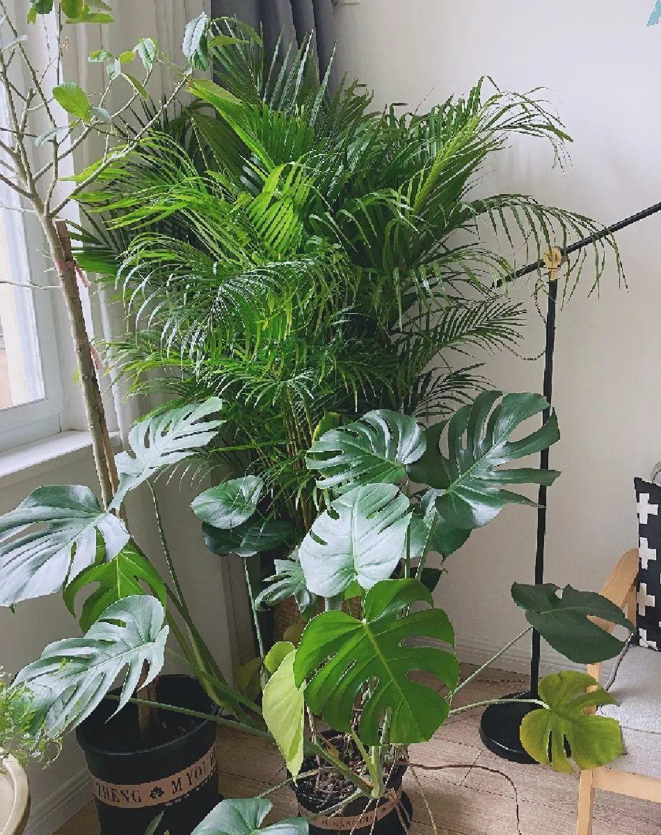 龟背竹是“吸废气”高手,家里放一盆,门窗紧闭也能空气清新!