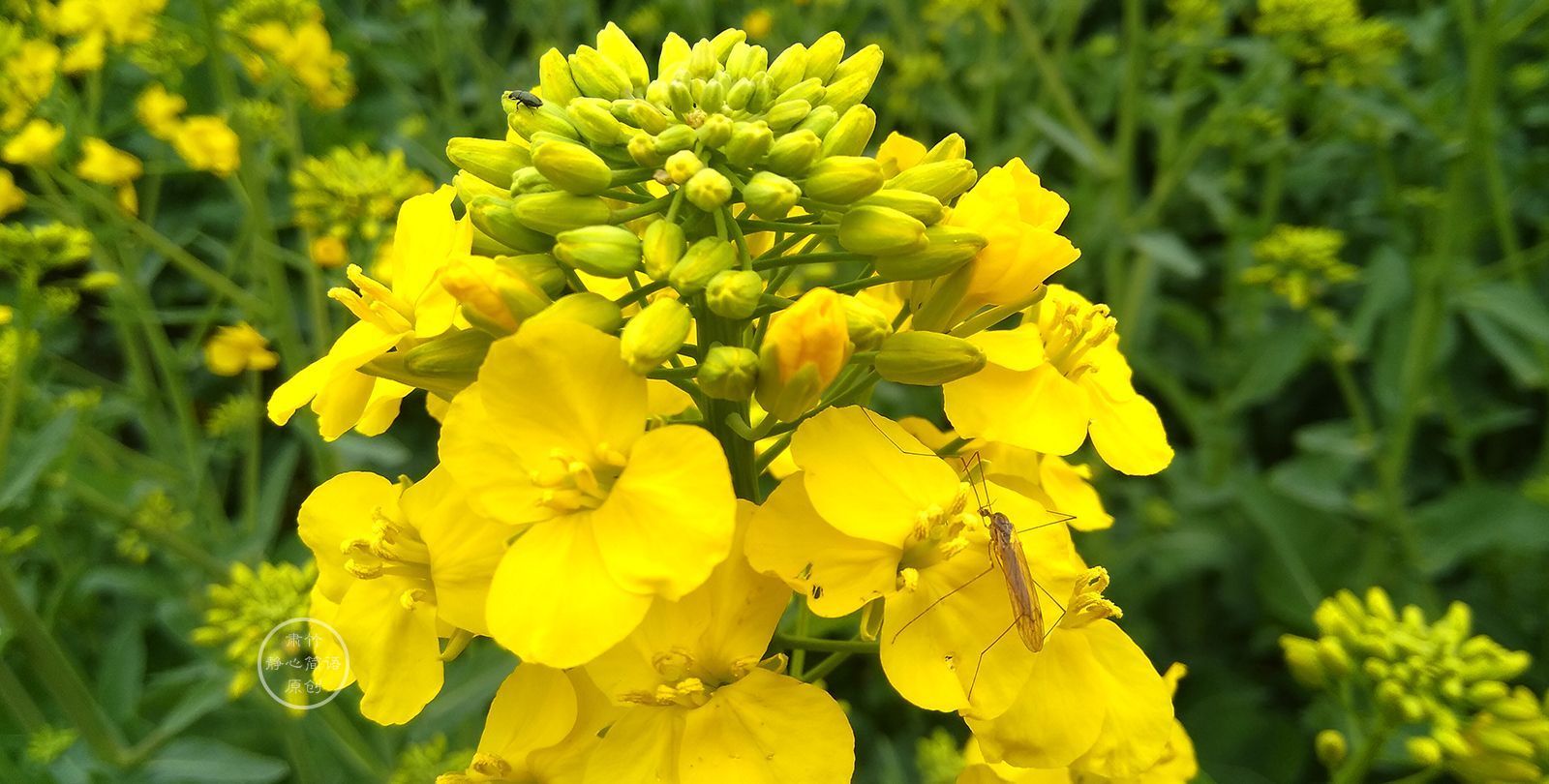 欢笑&将日子变成茶园,种下欢笑,也种下梦想