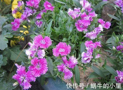 养花试试这几款,阳光愈充足对花的生长越好,秋末可停止施肥