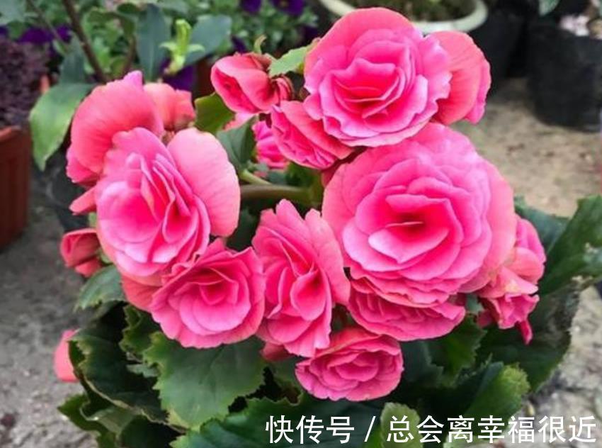养花就养这几款，全年开花不停，花香四溢飘满屋，美爆了
