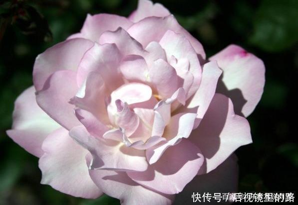 20款紫色月季品种。浓香、抗病非常好养,天然紫色唯美盛开