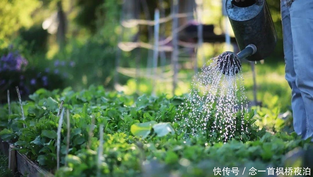 想有个菜园，余生低头种菜，抬头看花...