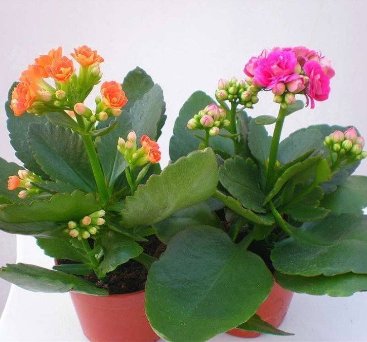 长寿花爆盆技巧有哪些,知道这些方法,养护起来更加轻松