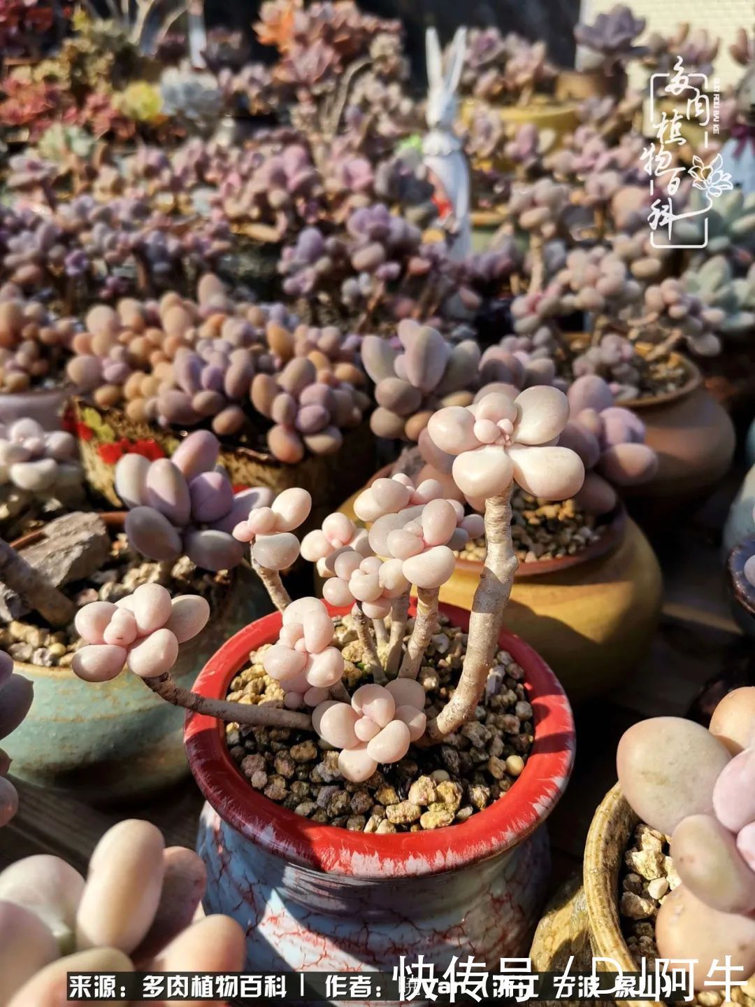 入多肉坑八年,始于初心,一切但求无愧于心