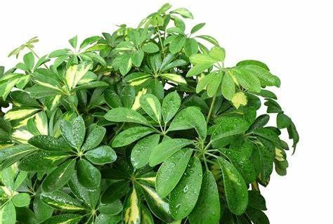 养花试试这几款,看似还未休眠却不能不加节制地浇水和施肥