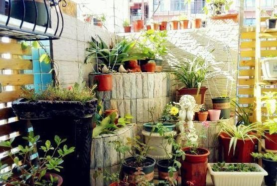 老花匠|养花浇水有讲究,老花匠用3种“套路”,叶片油绿,养1盆爆1盆