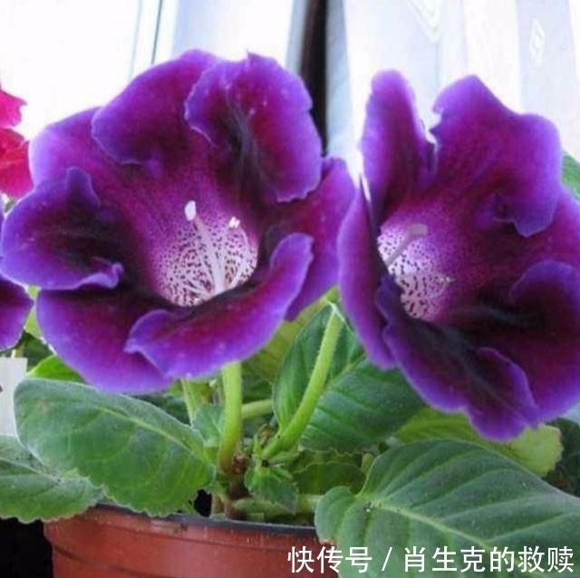 家里养盆“假牡丹”,切碎叶子也“生娃”,堪称阳台“富贵花”