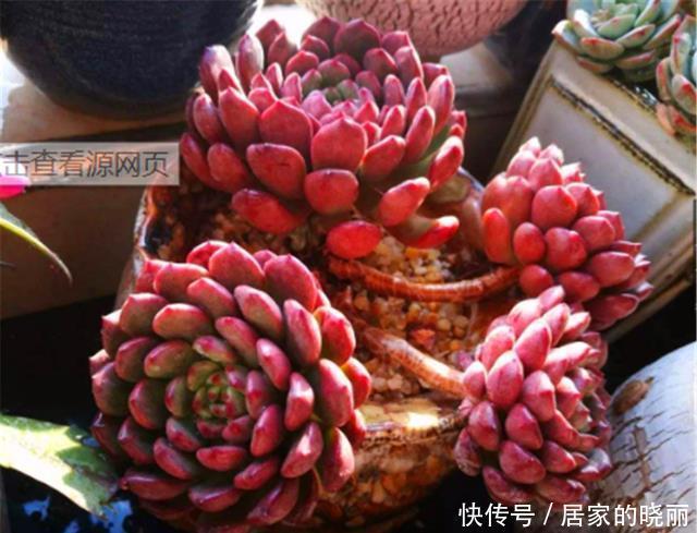 12月多肉红宝石就开始褪色,只因做错1件事,学会了鲜红明亮