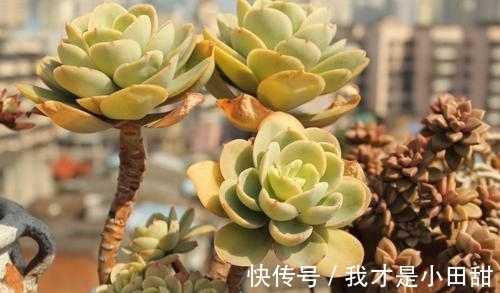 植株|家里养盆碧桃，做好这几点，养出果冻色，长成群生小老桩