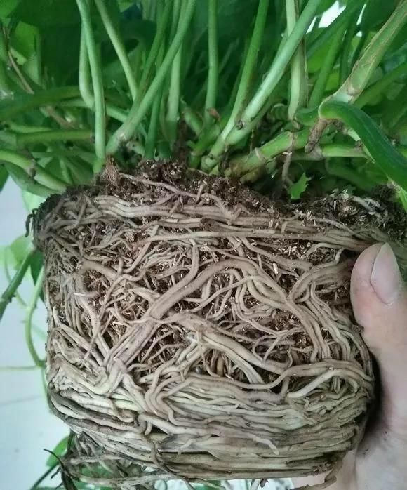 秘诀|在家老养“死亡花”这些养花秘诀，真后悔没早点告诉你