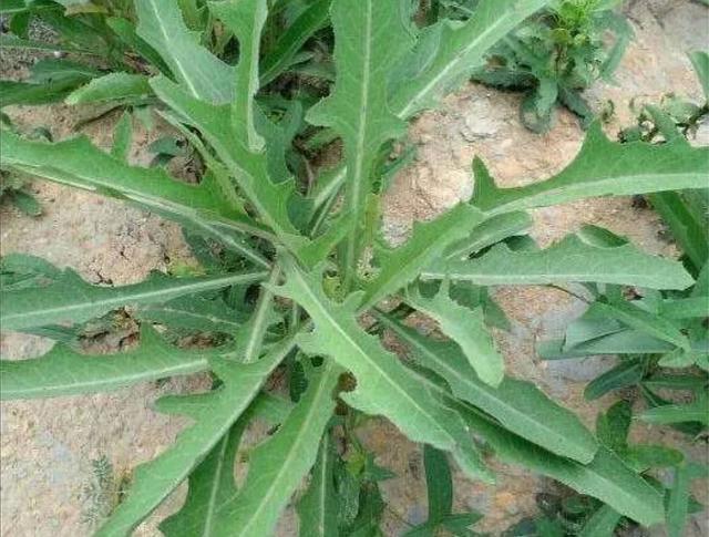 老人们|被称为野草的山莴苣,不仅能当野菜吃,还有很多作用