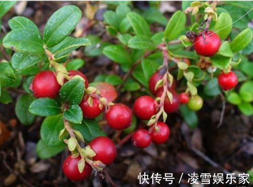 泌尿道|十个女性九个妇科病,每天喝一杯,预防泌尿道感染,远离妇科炎症