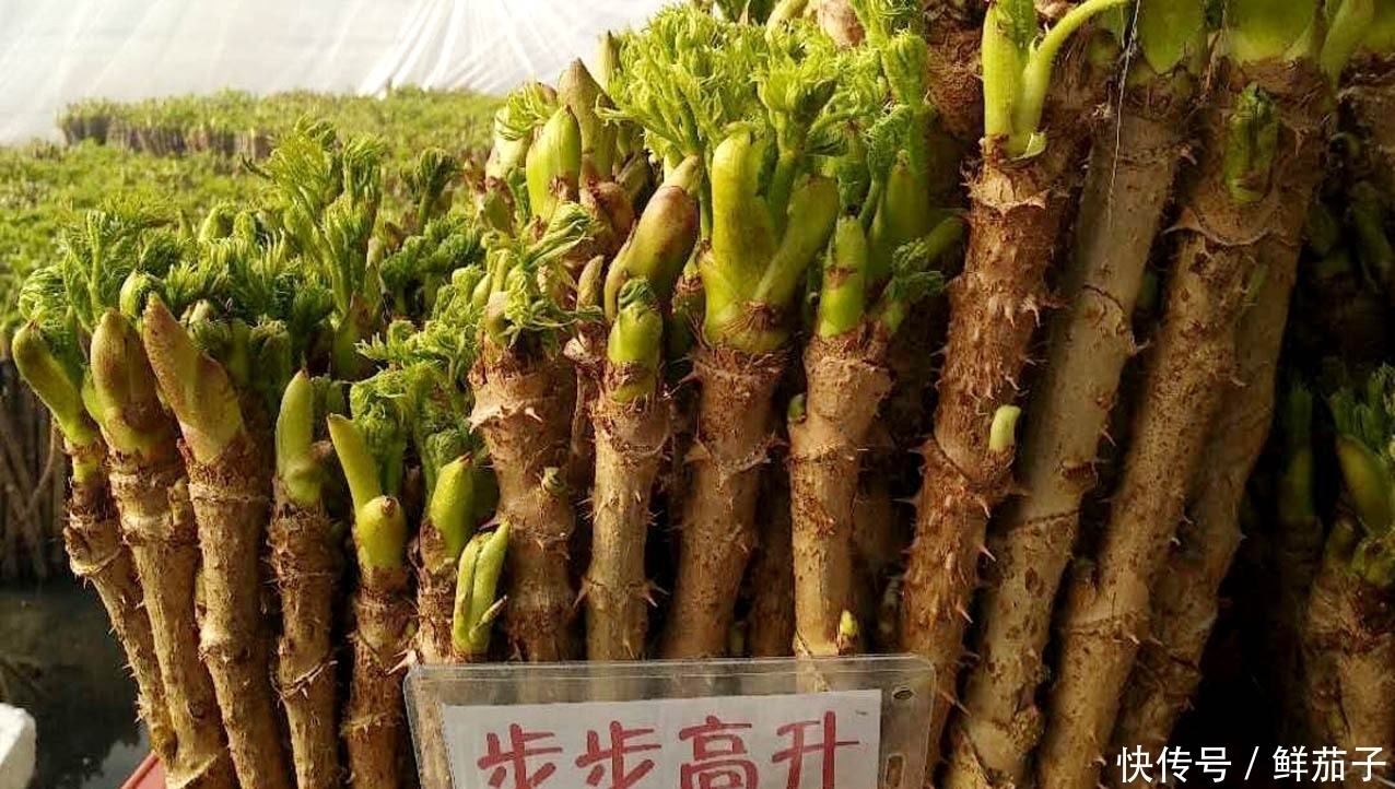 它叫阳虎刺，长得像香椿，但比香椿好吃，现在正美味，遇见别错过