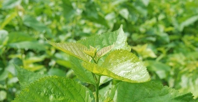 糖尿病并发症|糖尿病人不能碰甜食告诫4种“升糖王”才最该忌口,别不自知