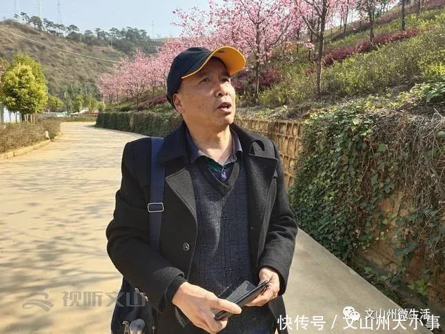 不用去日本!文山这里樱花烂漫!