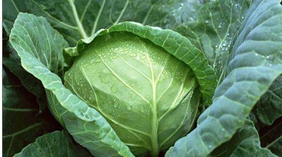 血液流|女人爱美常吃3种食物,排毒养颜、延缓衰老,好吃又健康