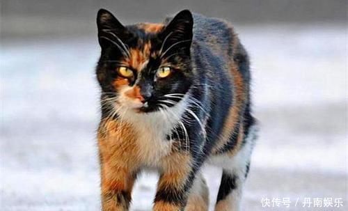 流浪猫被警局奖励别墅只因捕鼠能力出众,猫咪全靠本事吃饭