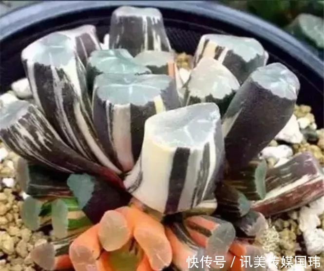 喷洒|价值过万的“三多肉”,一上色就惊艳全场,颜值之高让人大开眼界