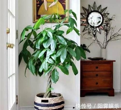 三种花,放在室内养高端大气上档次,关键是还吸甲醛,尽量养一盆