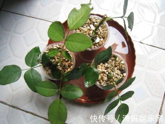 枝条|月季花“扦插后”慎浇水，成活率高10倍，10天长白根，一棵变20棵