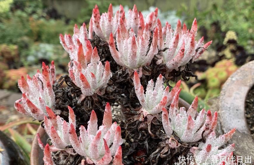 法师|喜欢多肉丛林桩却不知道怎么养成?其实只需要简单的一步操作便可