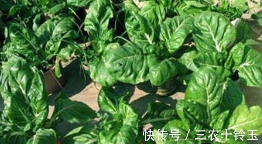 野草|农村常用来喂牲畜的野草，外表虽平淡无奇，其实都是上好的野菜