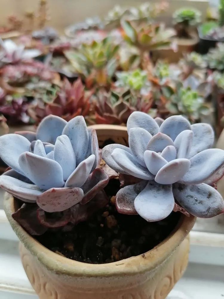 观音莲|90后川妹子的“丑肉”逆袭记!时光不弃,多肉常在!