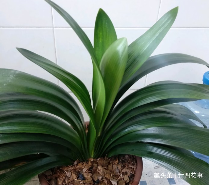 水肥|立秋之后,做好4件事,君子兰9月疯长,年底爆花