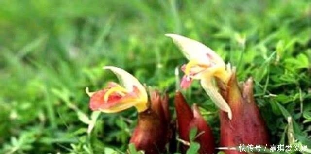 植物管|这种植物管它叫“亚洲人参”, 我国农村遍地是, 却没人重视!