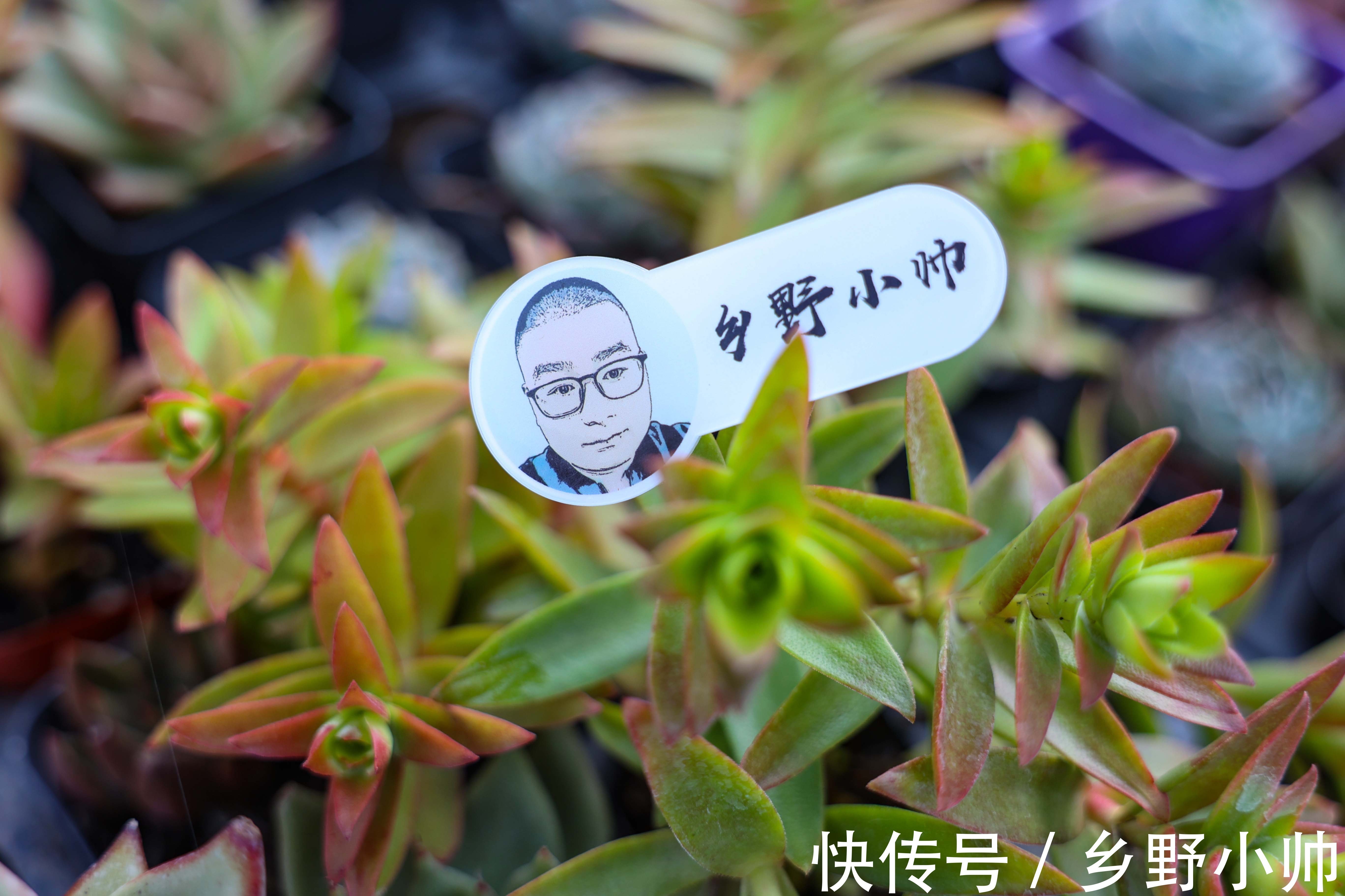 中秋节到了,小帅给大家介绍“祝福系”多肉,款款精品、值得拥有