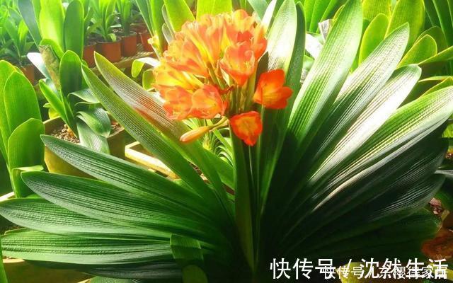 关键点|为什么君子兰不开花,因为你忽略这些关键点