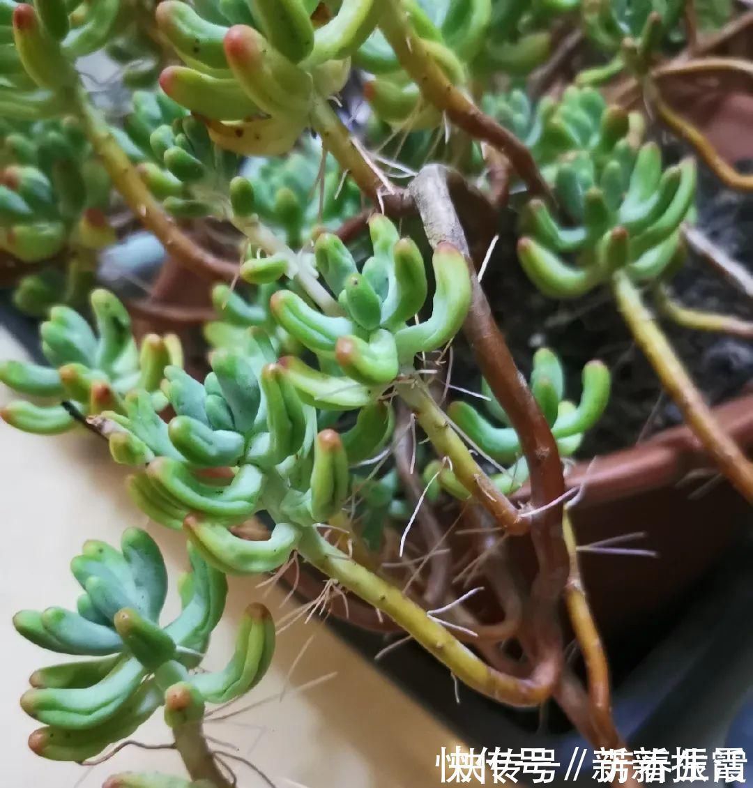 枝条|茉莉花扦插有机关,砍这一段枝条,插土里3天就活