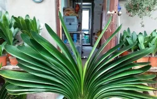 清液|君子兰长势差,都怪盆底没有养花肥,两种料加进去呼呼长新叶开花