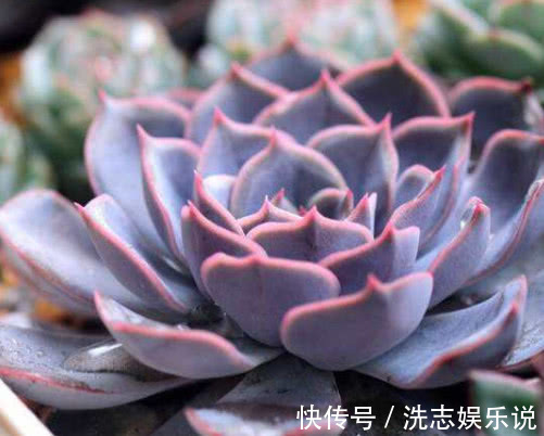 花月夜|多肉猎户座怎么养更艳丽教你3个小妙招，养出最美的猎户座