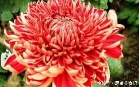 新手养花,不如养盆花中精品“徐妃醉妆”,如秀美妆容,气势磅礴