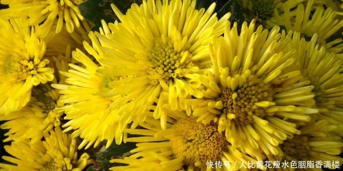 喜欢玫瑰,不如养“精品玫瑰”博斯科贝尔,花瓣如千丝,美如翠绿