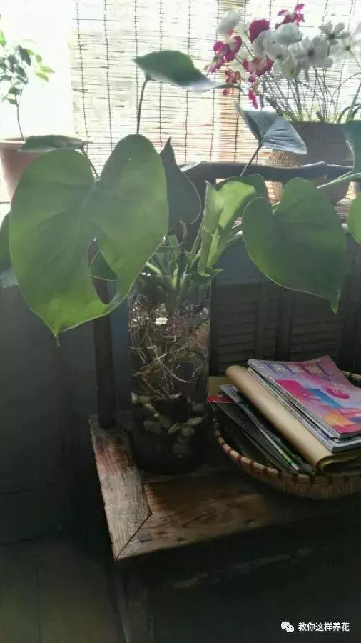 4种花别再种土里了，丢水里更好养，还更漂亮！