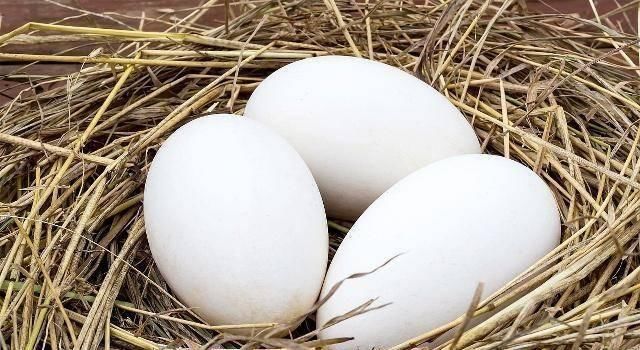 胎儿|怀孕到了几个月吃鹅蛋好？孕妈吃鹅蛋对自己和胎儿的好处，别忽视