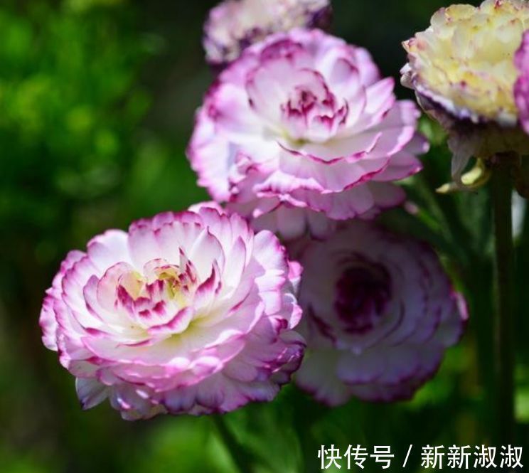 懒人|几种花是懒人的最爱，开起花来“拦”不住，美不胜收，你养了吗