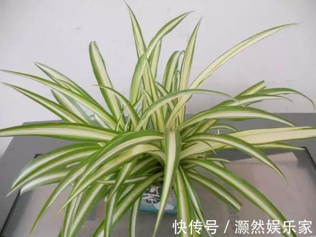 花盆|家里养的花叶子发黄可以给它换换土，此几种花不换土不易活