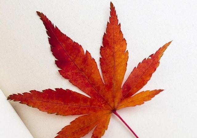 老年|“殷勤谢红叶，好去到人间”，人世恬淡，随缘自在