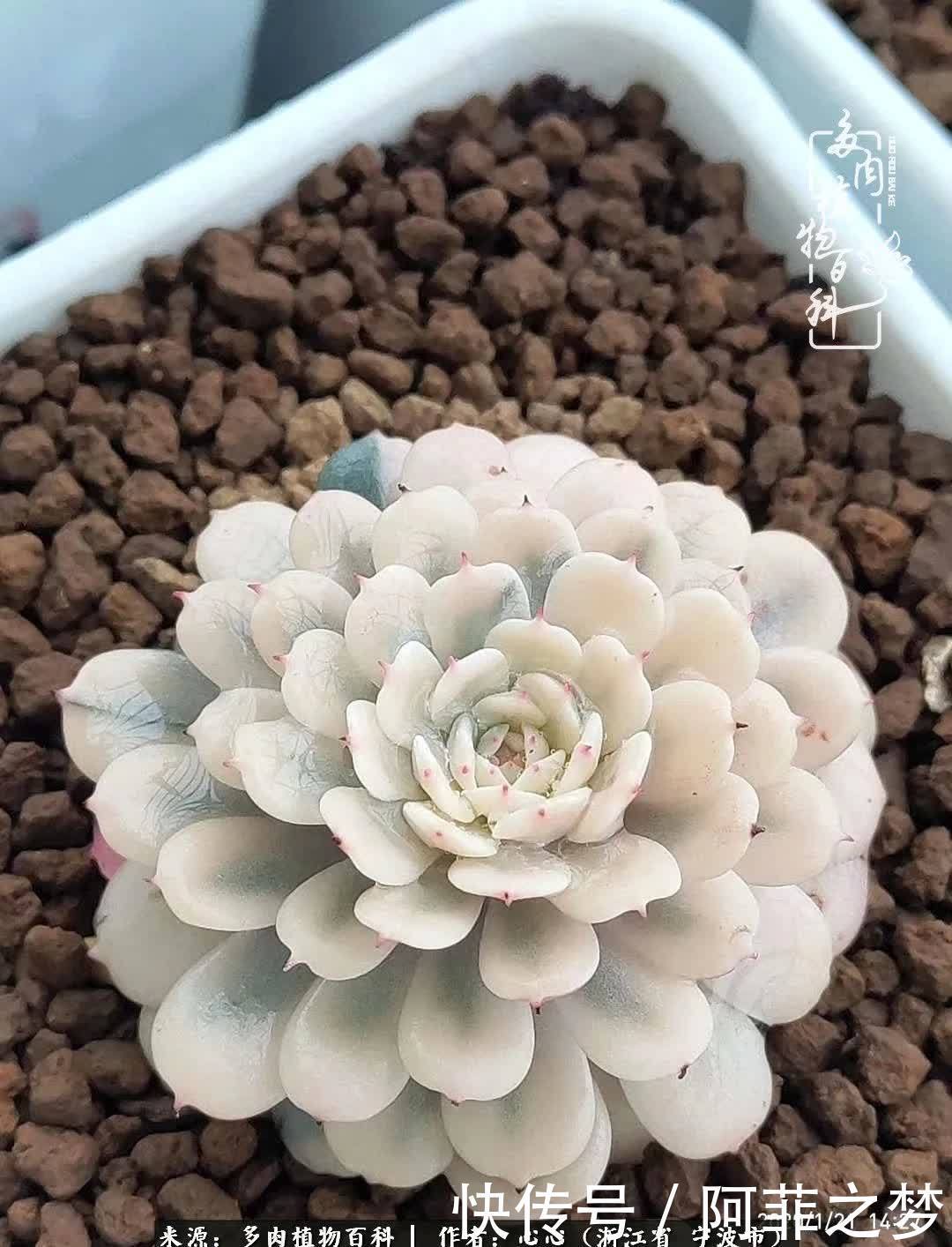 景天锦多肉的结缘之路