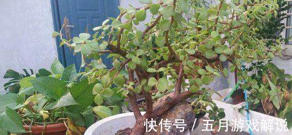 冬季金枝玉叶怎么养，学会4个小窍门，株型美叶片绿，真值