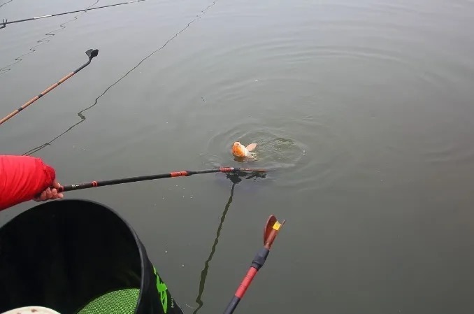 时隔多年,只要用这2种饵,大鲫鱼狂咬不断,小药压根比不上!