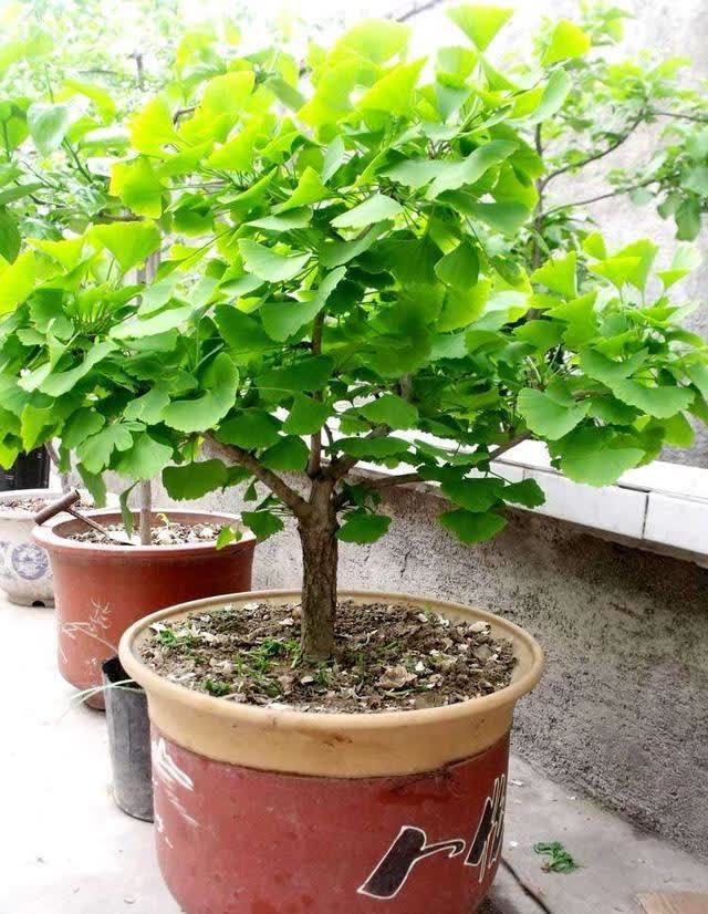 俗语:“客厅有树,十有九富”,不是迷信,为了好兆头也要养一盆