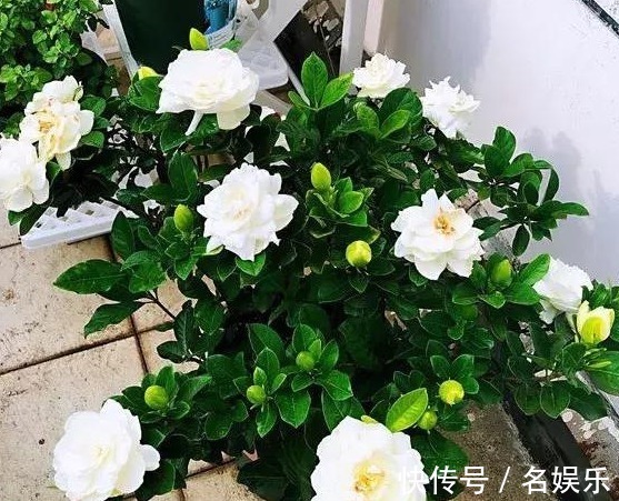 栀子茉莉花喝点“酸水”,叶片翠绿、开花洁白,不黄叶