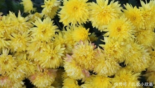 盆栽菊花种植技巧?