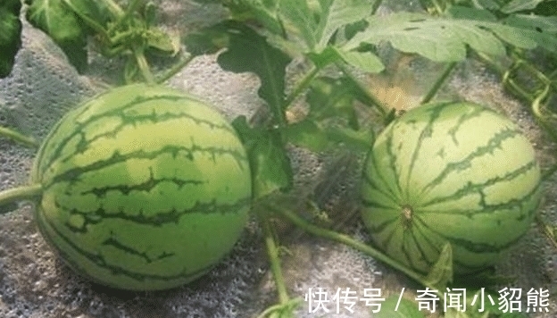 吃货们|体重过百的女生不要吃的五种水果了, 尤其是第一个!